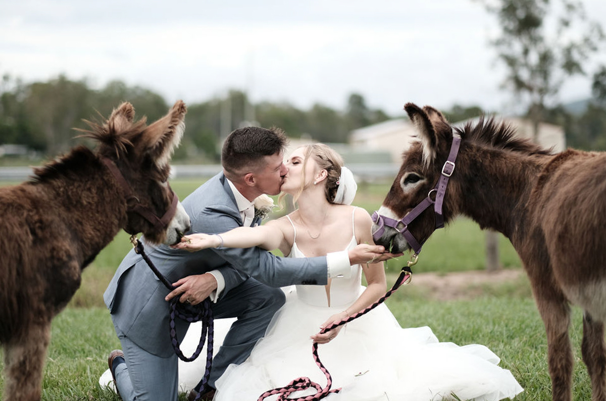 Newly wedded couple at Bearded Dragon Hotel feeding two miniature donkeys during their wedding photography session