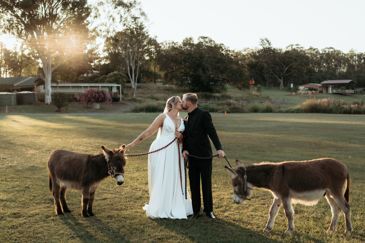 Two miniature irish english donkeys posing for photo with newly wedded couple at Bearded Dragon Hotel